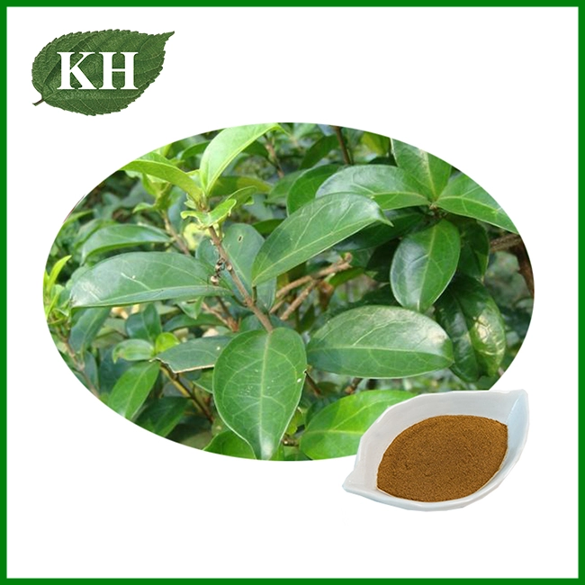 Gymnema Sylvestre Extract Powder